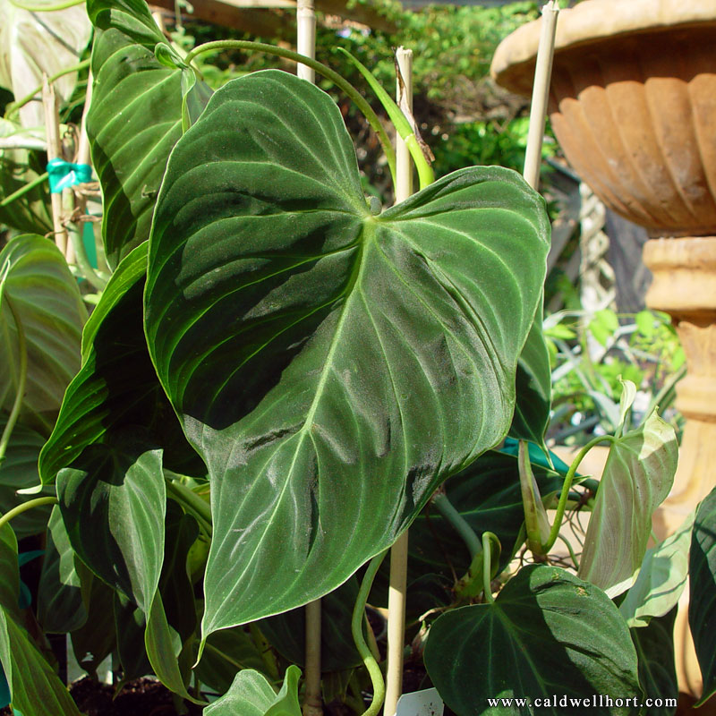 Philodendron Ecuadorense
